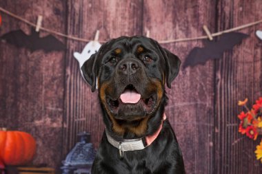 İzole edilmiş bir arka planda sevimli bir köpeğin stüdyo fotoğrafı.