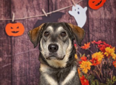 İzole edilmiş bir arka planda sevimli bir köpeğin stüdyo fotoğrafı.