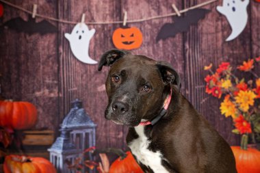 İzole edilmiş bir arka planda sevimli bir köpeğin stüdyo fotoğrafı.