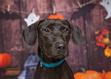 İzole edilmiş bir arka planda sevimli bir köpeğin stüdyo fotoğrafı.
