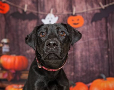 İzole edilmiş bir arka planda sevimli bir köpeğin stüdyo fotoğrafı.