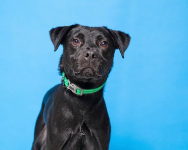 İzole edilmiş bir arka planda sevimli bir köpeğin stüdyo fotoğrafı.