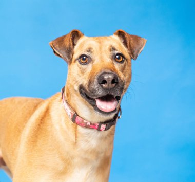 İzole edilmiş bir arka planda sevimli bir köpeğin stüdyo fotoğrafı.