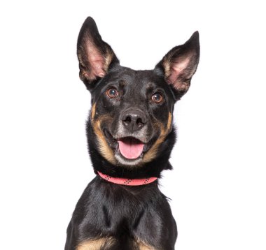 İzole edilmiş bir arka planda sevimli bir köpeğin stüdyo fotoğrafı.