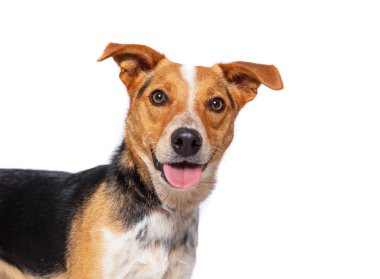 İzole edilmiş bir arka planda sevimli bir köpeğin stüdyo fotoğrafı.