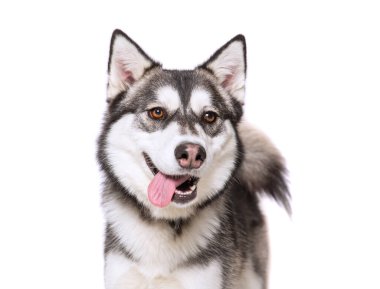 İzole edilmiş bir arka planda sevimli bir köpeğin stüdyo fotoğrafı.