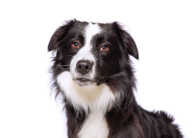 İzole edilmiş bir arka planda sevimli bir köpeğin stüdyo fotoğrafı.