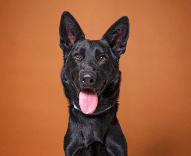 İzole bir arka planda sevimli bir köpek. 