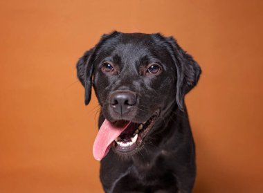 İzole bir arka planda sevimli bir köpek. 