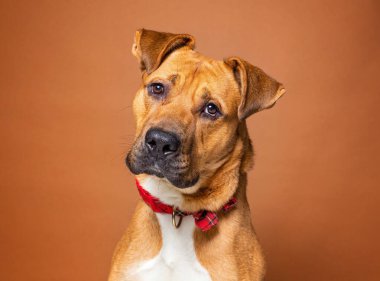 İzole bir arka planda sevimli bir köpek. 