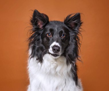 İzole bir arka planda sevimli bir köpek. 