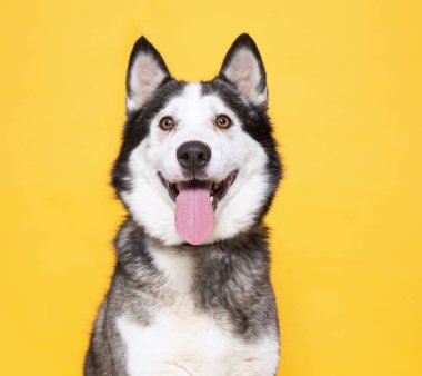 İzole bir arka planda sevimli bir köpek. 