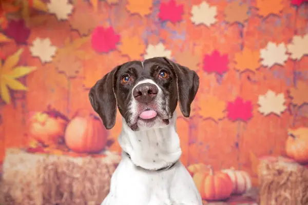 Studio Photo Cute Dog Front Isolated Background — Stock Photo, Image