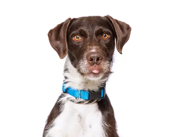 Studio Photo Cute Dog Front Isolated Background — Stock Photo, Image