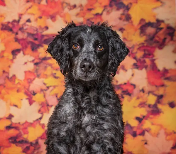 İzole bir arka planda sevimli bir köpek. 