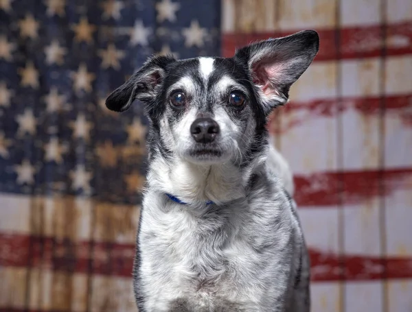 Χαριτωμένο Σκυλί Μια Αμερικανική Σημαία Πατριωτικό Υπόβαθρο Royalty Free Φωτογραφίες Αρχείου