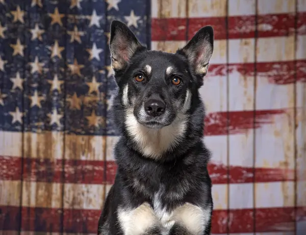 Ładny Pies Amerykańskiej Fladze Patriotyczne Tło Zdjęcia Stockowe bez tantiem