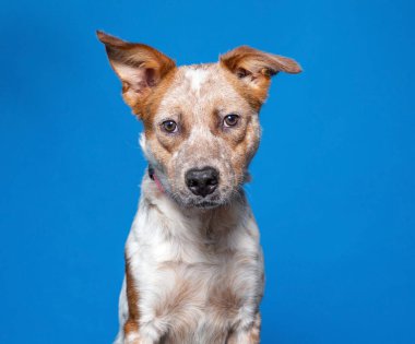 İzole bir arka planda sevimli bir köpek. 
