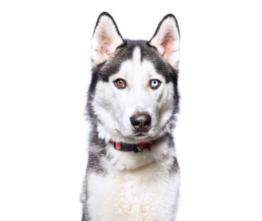 İzole bir arka planda sevimli bir köpek. 