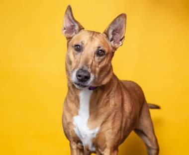 İzole bir arka planda sevimli bir köpek. 