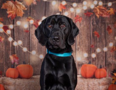 İzole edilmiş bir arka planda sevimli bir köpeğin stüdyo fotoğrafı.
