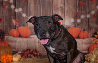 İzole edilmiş bir arka planda sevimli bir köpeğin stüdyo fotoğrafı.