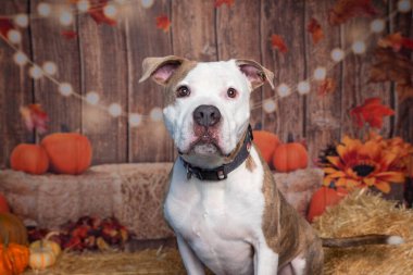 İzole edilmiş bir arka planda sevimli bir köpeğin stüdyo fotoğrafı.