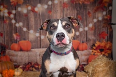 İzole edilmiş bir arka planda sevimli bir köpeğin stüdyo fotoğrafı.