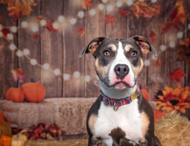 İzole edilmiş bir arka planda sevimli bir köpeğin stüdyo fotoğrafı.