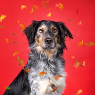 İzole edilmiş bir arka planda sevimli bir köpeğin stüdyo fotoğrafı.