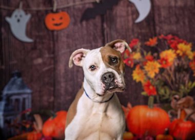 İzole edilmiş bir arka planda sevimli bir köpeğin stüdyo fotoğrafı.