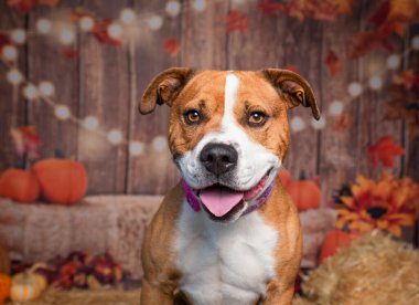 İzole bir sonbahar arkaplanının önündeki şirin bir köpeğin stüdyo fotoğrafı.