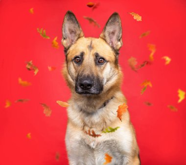 İzole edilmiş bir arka planda sevimli bir köpeğin stüdyo fotoğrafı.