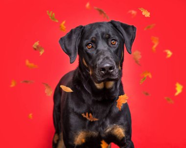 İzole edilmiş bir arka planda sevimli bir köpeğin stüdyo fotoğrafı.