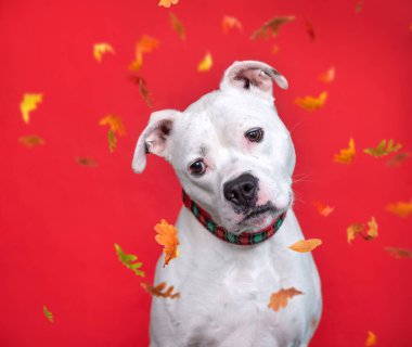İzole edilmiş bir arka planda sevimli bir köpeğin stüdyo fotoğrafı.