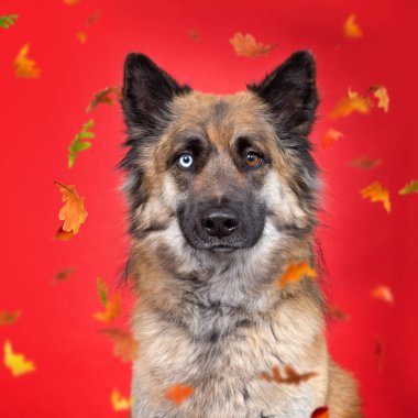 İzole edilmiş bir arka planda sevimli bir köpeğin stüdyo fotoğrafı.