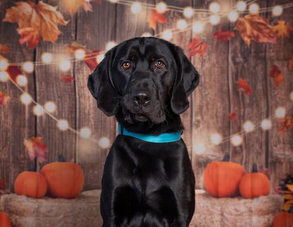 İzole edilmiş bir arka planda sevimli bir köpeğin stüdyo fotoğrafı.
