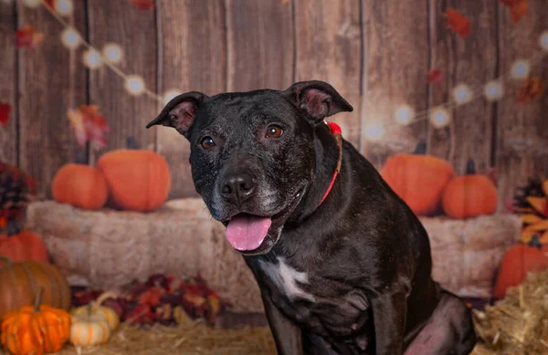 İzole edilmiş bir arka planda sevimli bir köpeğin stüdyo fotoğrafı.