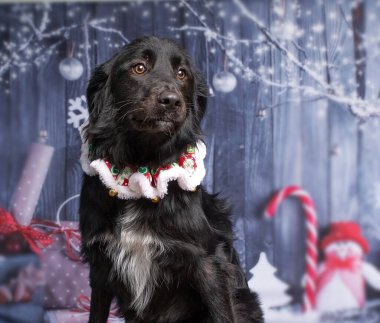 Stüdyoda izole edilmiş bir arka planda çekilmiş şirin bir köpek fotoğrafı.