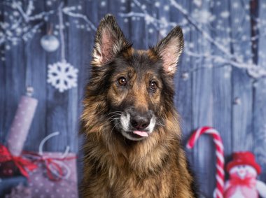 Stüdyoda izole edilmiş bir arka planda çekilmiş şirin bir köpek fotoğrafı.