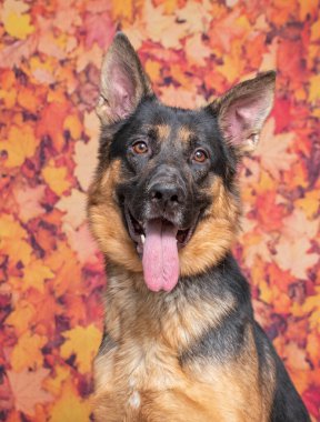 Stüdyoda izole edilmiş bir arka planda çekilmiş şirin bir köpek fotoğrafı.