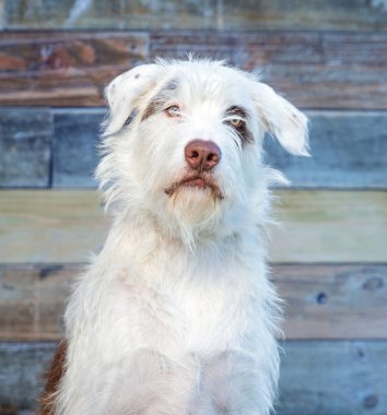 Stüdyoda izole edilmiş bir arka planda çekilmiş şirin bir köpek fotoğrafı.