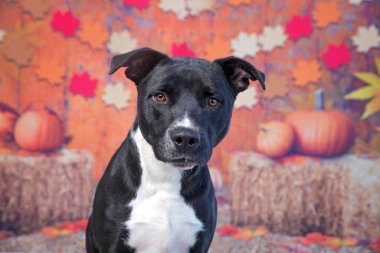 İzole bir sonbahar geçmişinde sevimli bir köpek.