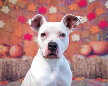 İzole bir sonbahar geçmişinde sevimli bir köpek.