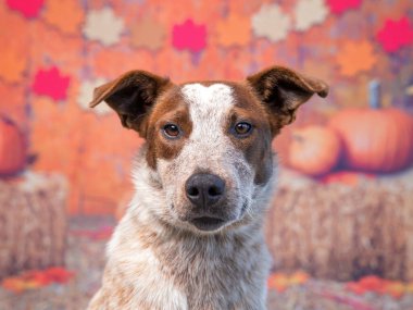 İzole bir sonbahar geçmişinde sevimli bir köpek.