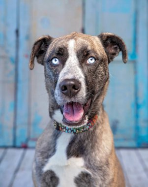 İzole edilmiş bir arka planda şirin bir köpeğin stüdyo çekimi. 