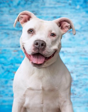 İzole edilmiş bir arka planda şirin bir köpeğin stüdyo çekimi. 