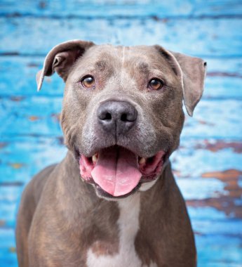 İzole edilmiş bir arka planda şirin bir köpeğin stüdyo çekimi. 