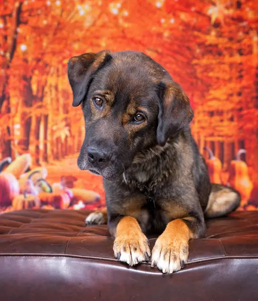 Zole Edilmiş Bir Arka Planda Sevimli Bir Köpeğin Stüdyo Fotoğrafı — Stok fotoğraf
