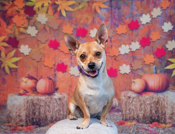 Zole Bir Sonbahar Geçmişinde Sevimli Bir Köpek — Stok fotoğraf